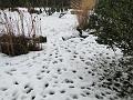 2010-1204-1030_Fox_Tracks_4C